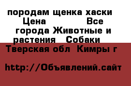 породам щенка хаски › Цена ­ 10 000 - Все города Животные и растения » Собаки   . Тверская обл.,Кимры г.
